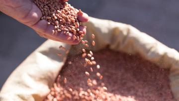 Jak i kiedy należy stosować zaprawy nasienne w zbożach?