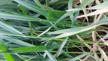 Mączniak prawdziwy zbóż