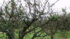 drzewo wiśni zaatakowane przez Brunatną zgniliznę drzew pestkowych