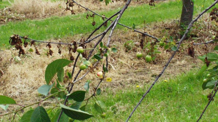 Brunatna zgnilizna drzew pestkowych, objawy na gałązce wiśni