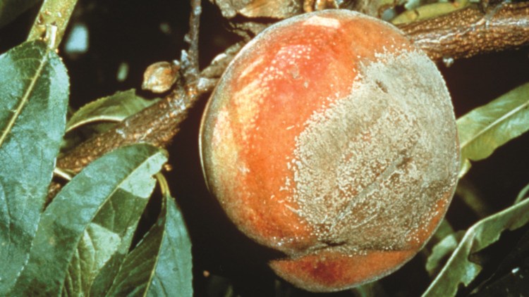 brzoskwinia zainfekowana Brunatną zgnilizną drzew pestkowych