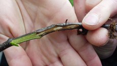 gałązka wiśni zainfekowanej Brunatną zgnilizną drzew pestkowych