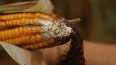 objawy fuzariozy kolb kukurydzy