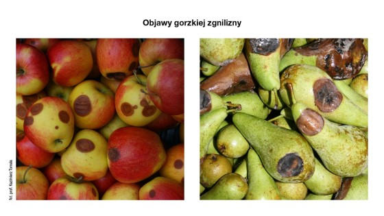 objawy gorzkiej zgnilizny