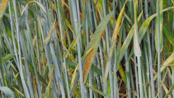 Rdza brunatna pszenicy