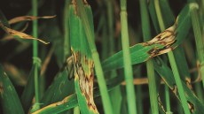 Rynchosporioza zbóż, typowe objawy na liściach