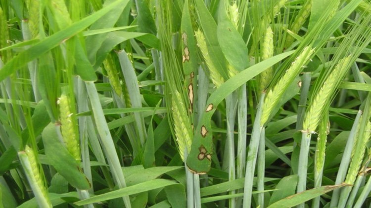 Rynchosporioza zbóż, nazywana również plamistością liści