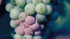 Szara pleśń w winogronach