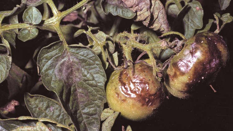 Zaraza ziemniaka w pomidorach