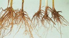Zgorzel podstawy źdźbła - porównanie zdrowych i chorych korzeni pszenicy ozimej