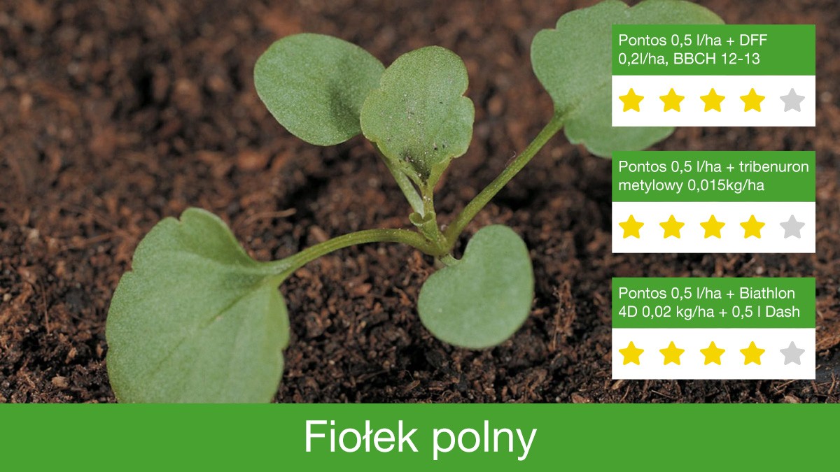 Pontos jest skuteczny w zwalczeniu fiołka polnego
