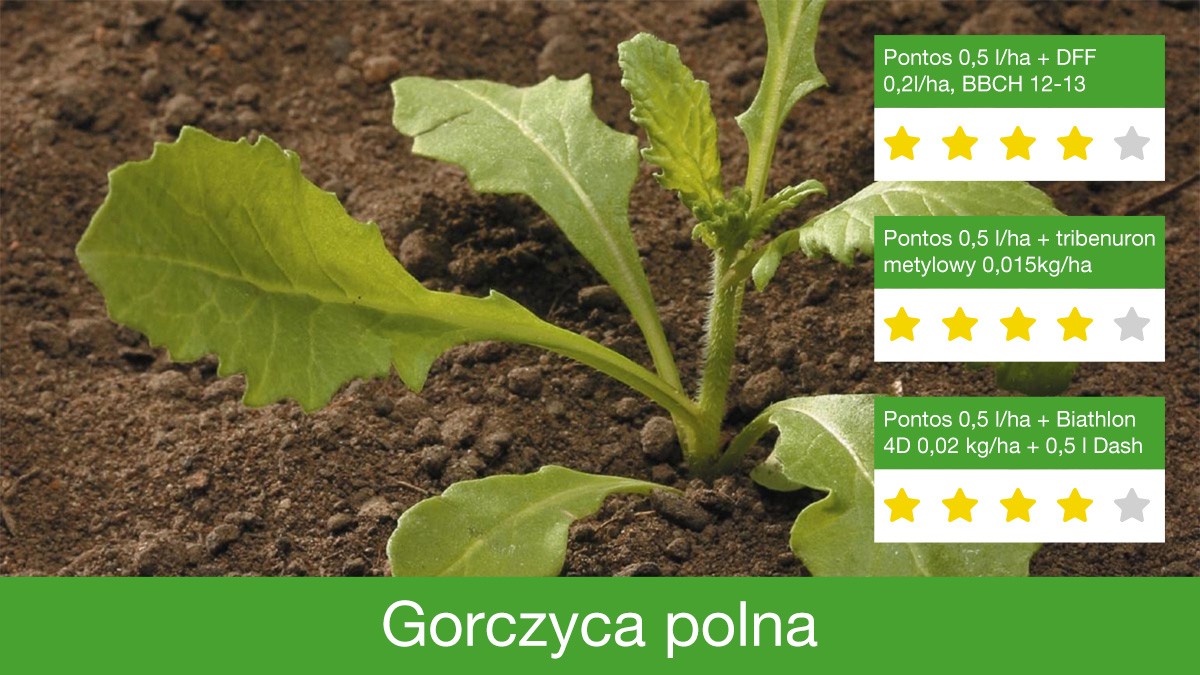 Pontos jest skuteczny w zwalczaniu chwastu - gorczycy polnej