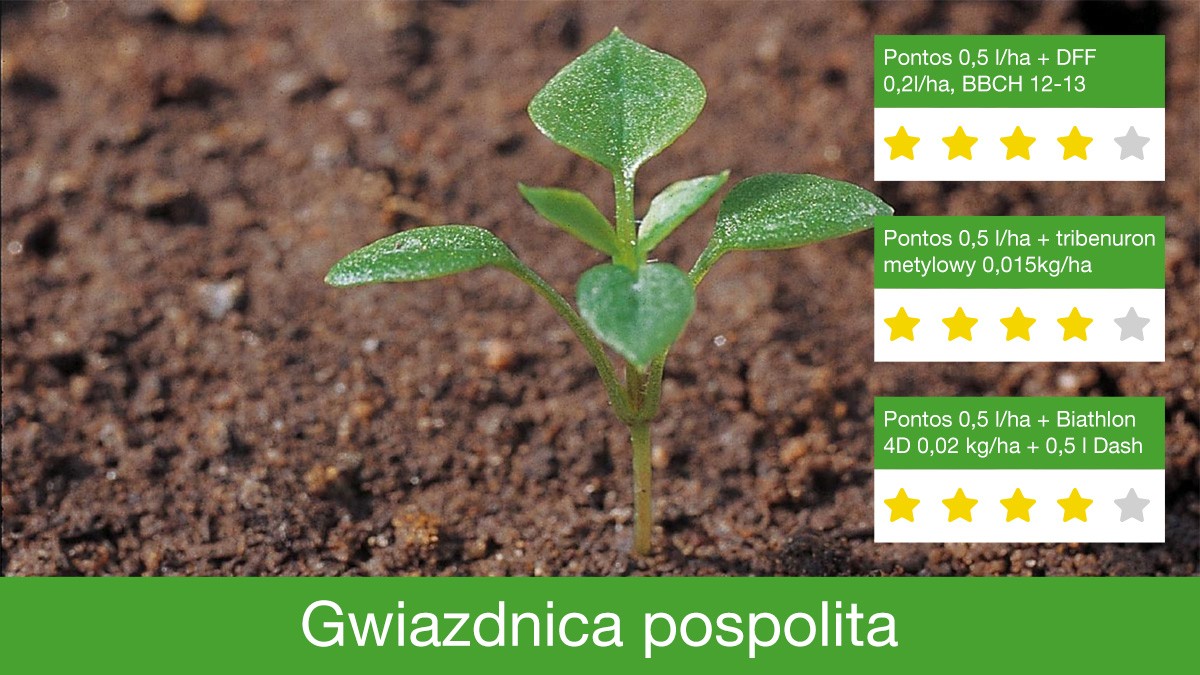 Pontos skutecznie zwalcza gwiazdnicę pospolitą