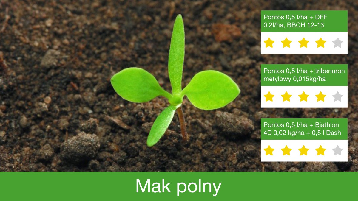 Pontos skutecznie zwalcza mak polny
