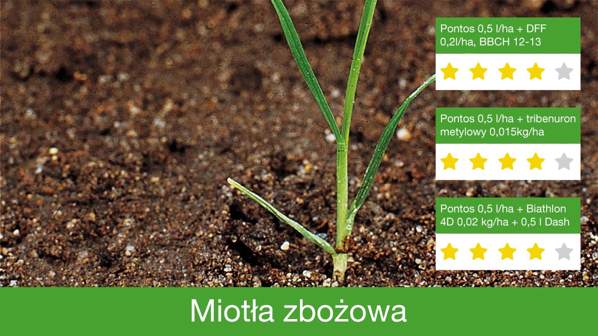 Pontos skutecznie zwalcza miotłę zbożową
