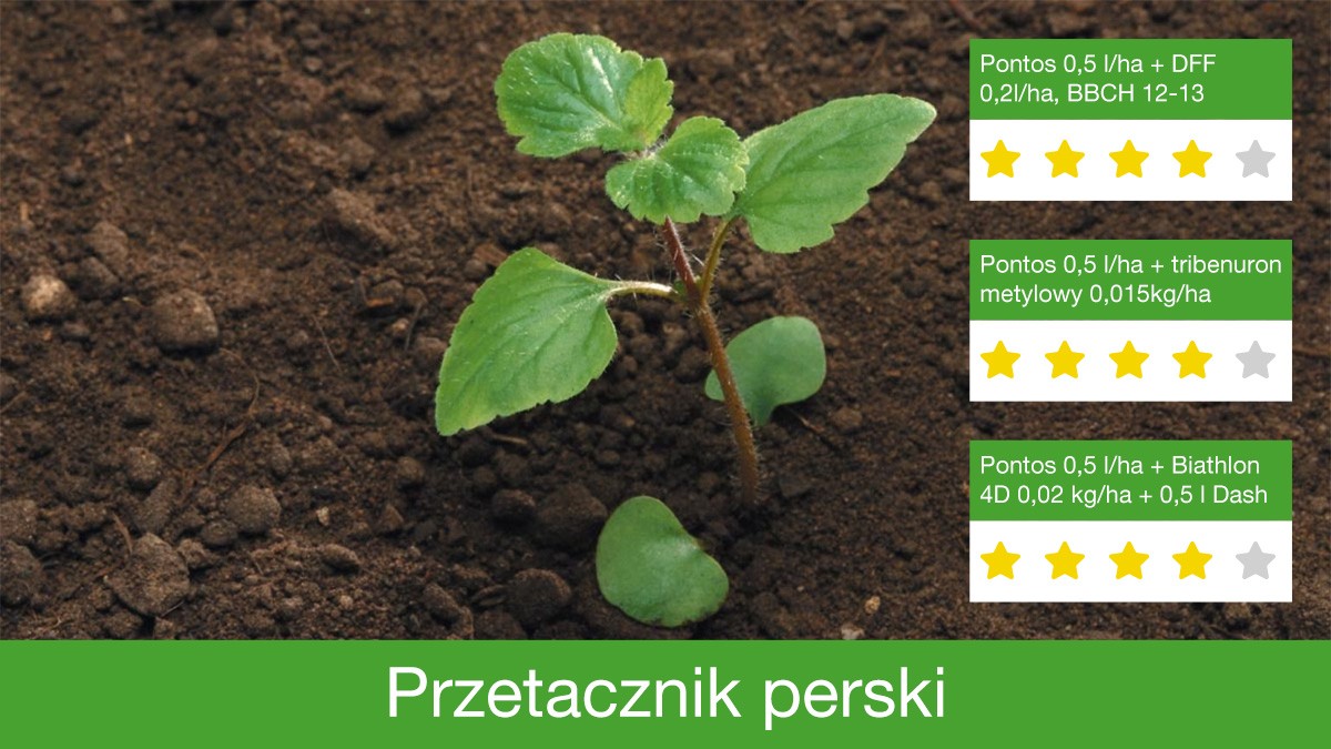 Pontos jest skuteczny w zwalczeniu przetacznika perskiego.