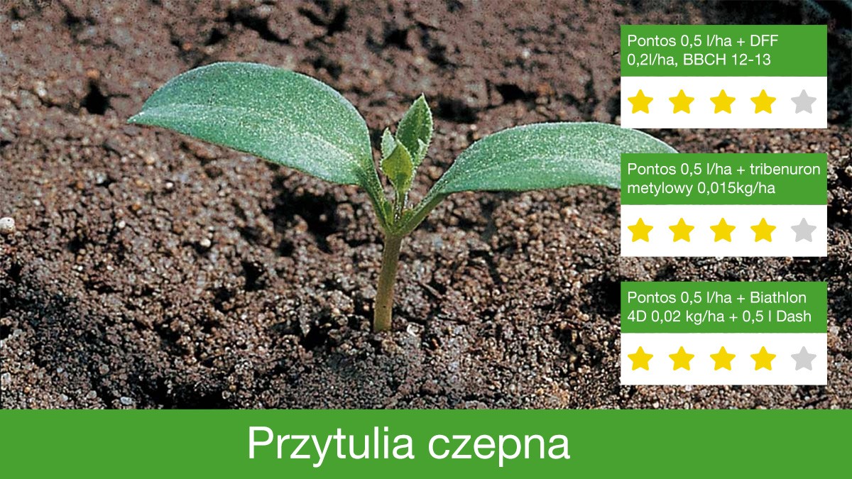 zwalczanie przytulii czepnej