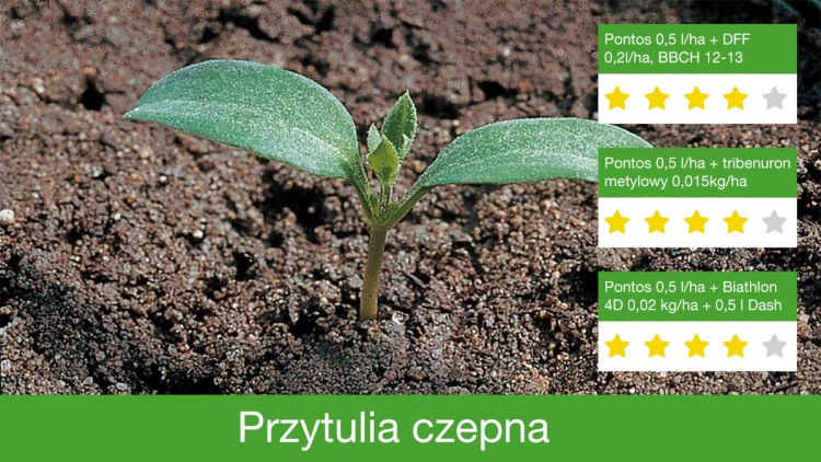zwalczanie przytulii czepnej