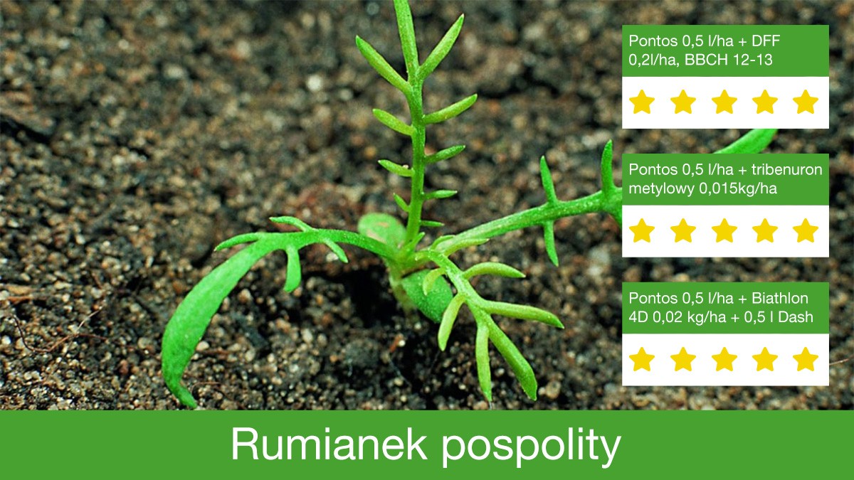 zwalczanie rumianka pospolitego