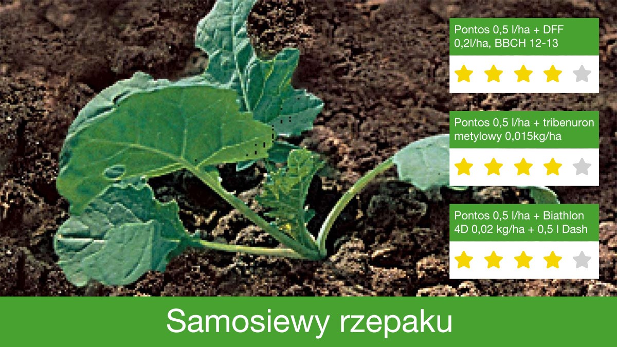 zwalczanie samosiewów rzepaku
