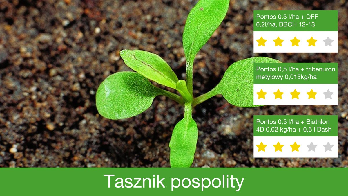 zwalczanie tasznika pospolitego