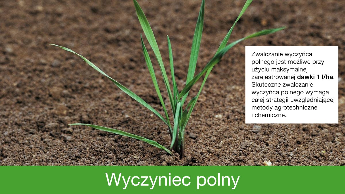 zwalczanie wyczyńca polnego