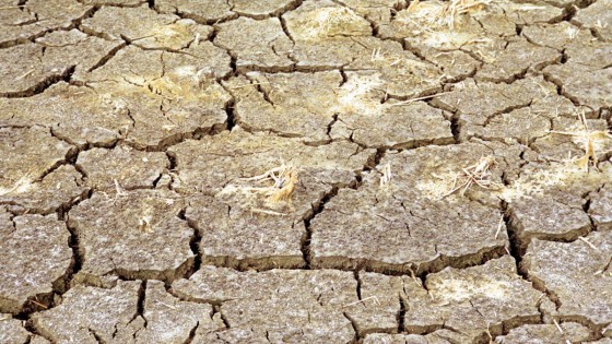niedobór wody w glebie