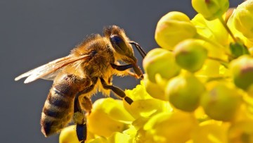 Zdrowie pszczół
