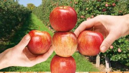 Regalis® Plus - świetnie wspomaga zawiązywanie jabłoni