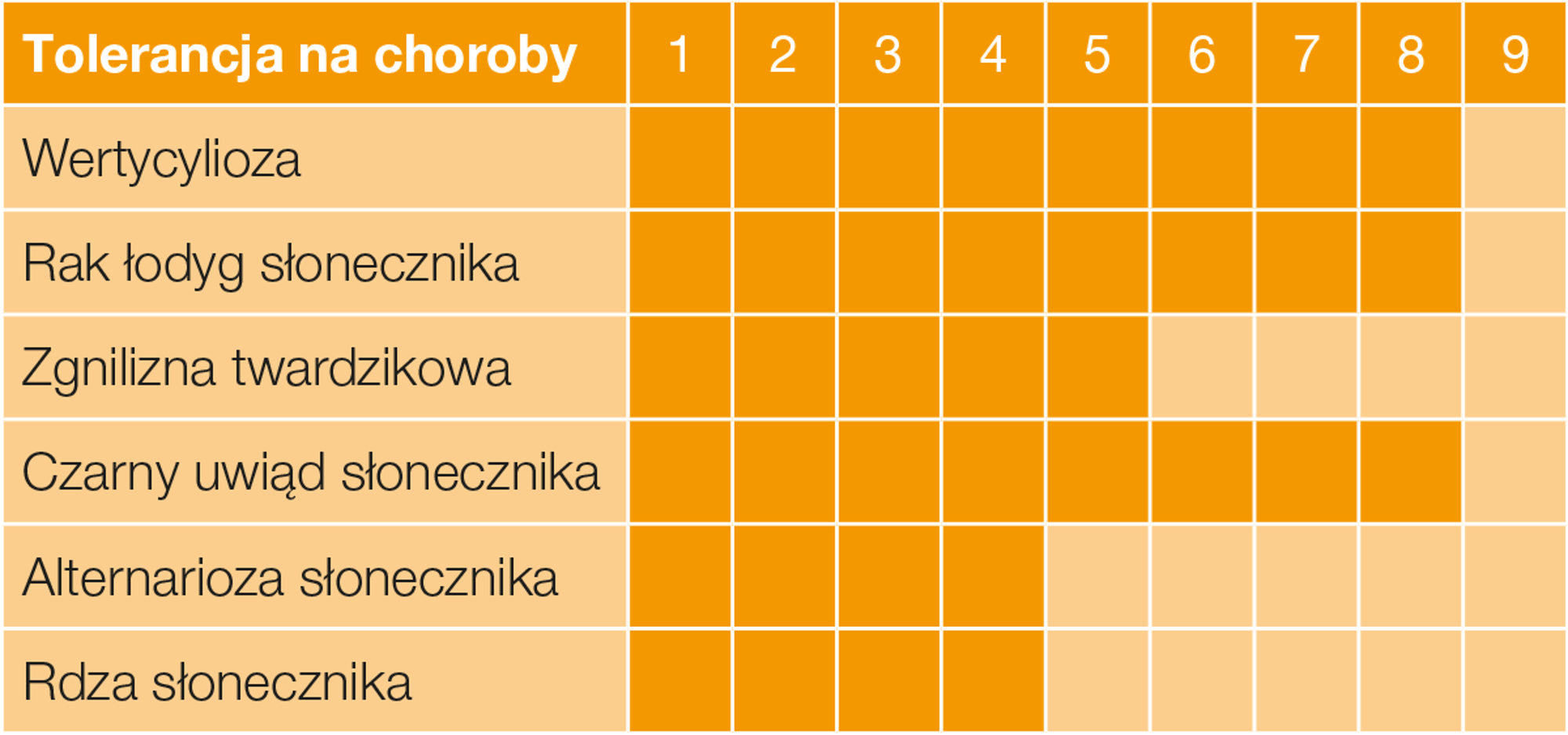 słonecznik insun 222 clp tolerancja na choroby