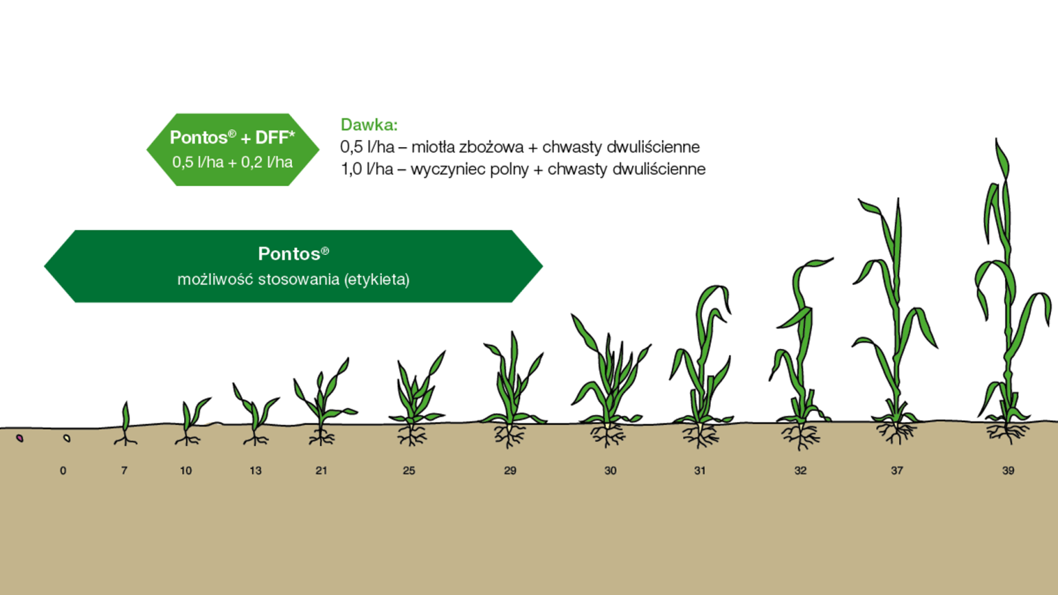 Możliwości stosowania herbicydu Pontos