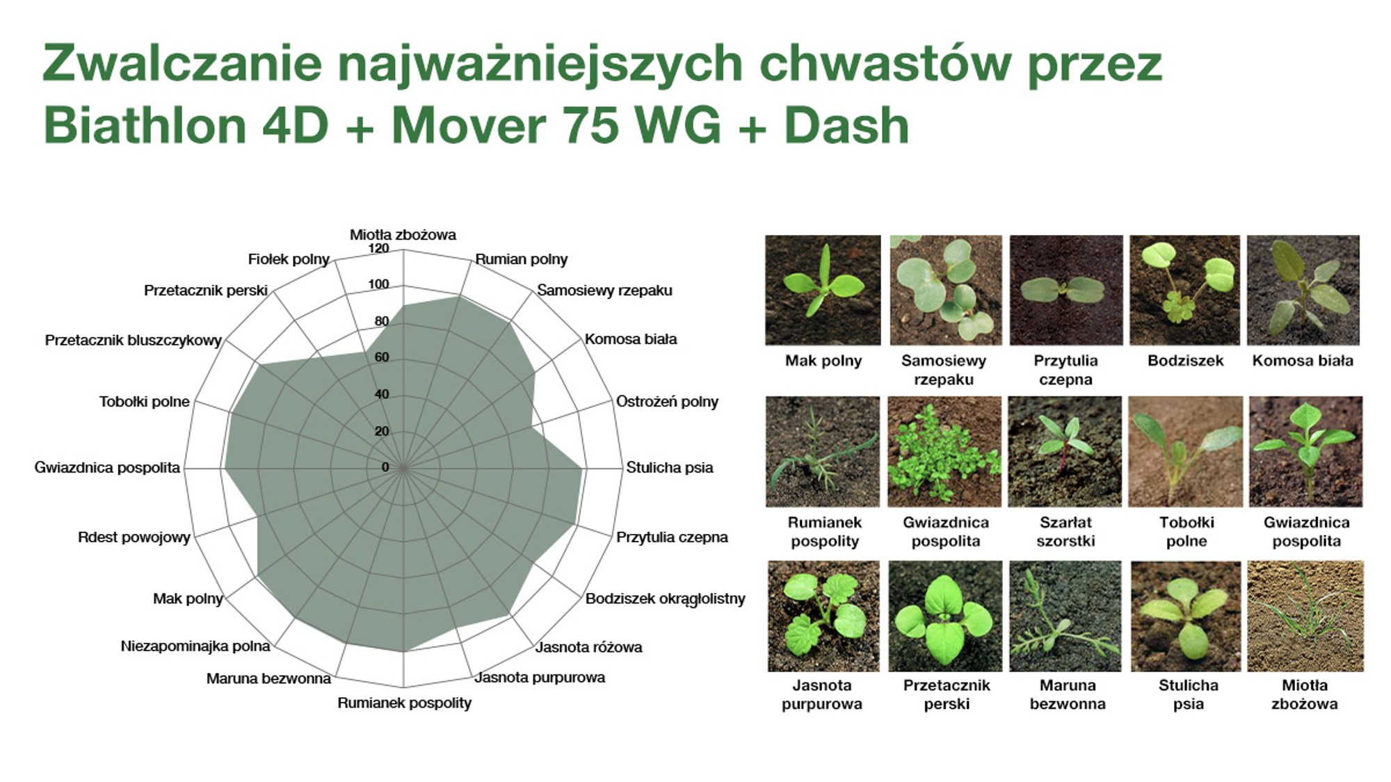 zwalczanie chwastów jednoliściennych i dwuliściennych