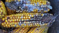 Objawy fuzariozy kolb kukurydzy