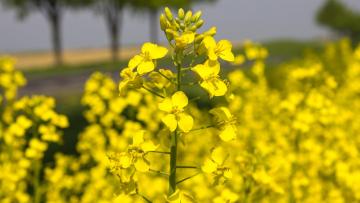 Odmiana rzepaku ozimego odporna na imazamoks