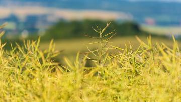 Ostatnia prosta w uprawie rzepaku: oceniamy stan plantacji