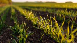 Wiosenna regulacja pokroju zbóż