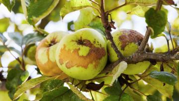 Zwalczanie parcha jabłoni