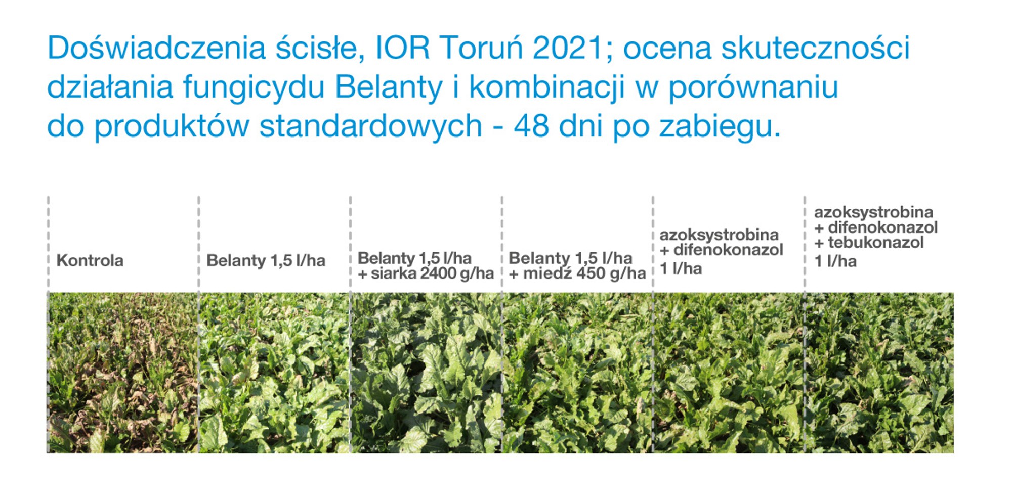 ochrona buraka przed chorobami