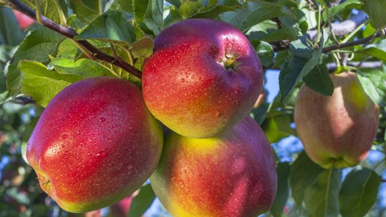 Zalecenia sadownicze - publikacje