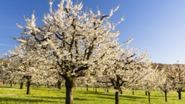 Zalecenia sadownicze – filmy