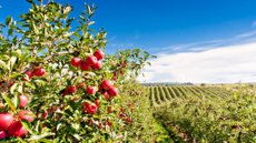 Zalecenia sadownicze - publikacje