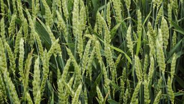 Zabieg T3 – co to jest i kiedy wykonać, dla jakich upraw stosować?