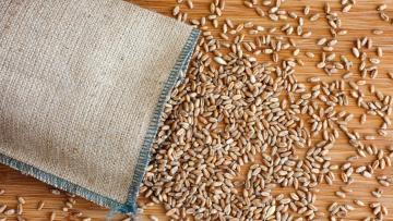 Przed jakimi chorobami chronią zaprawy nasienne do zbóż?