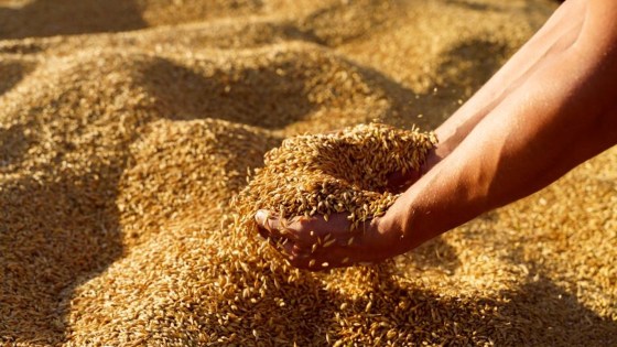  zaprawy nasienne do zbóż