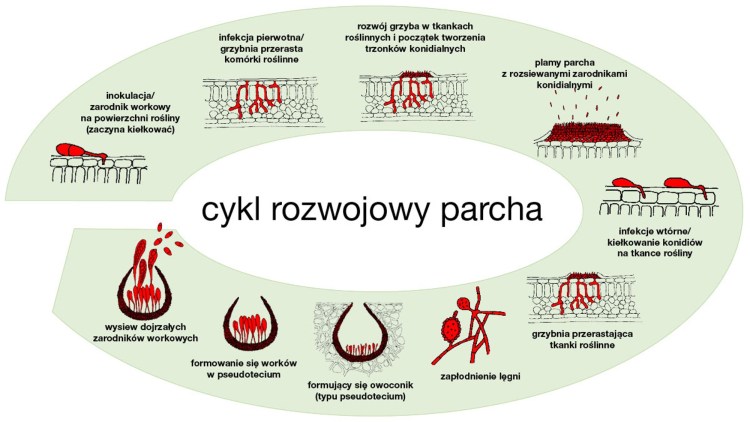 cykl rozwojowy parcha jabłoni