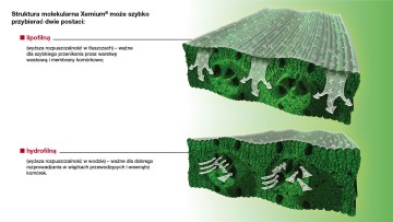 dagonis struktura molekularna xemium