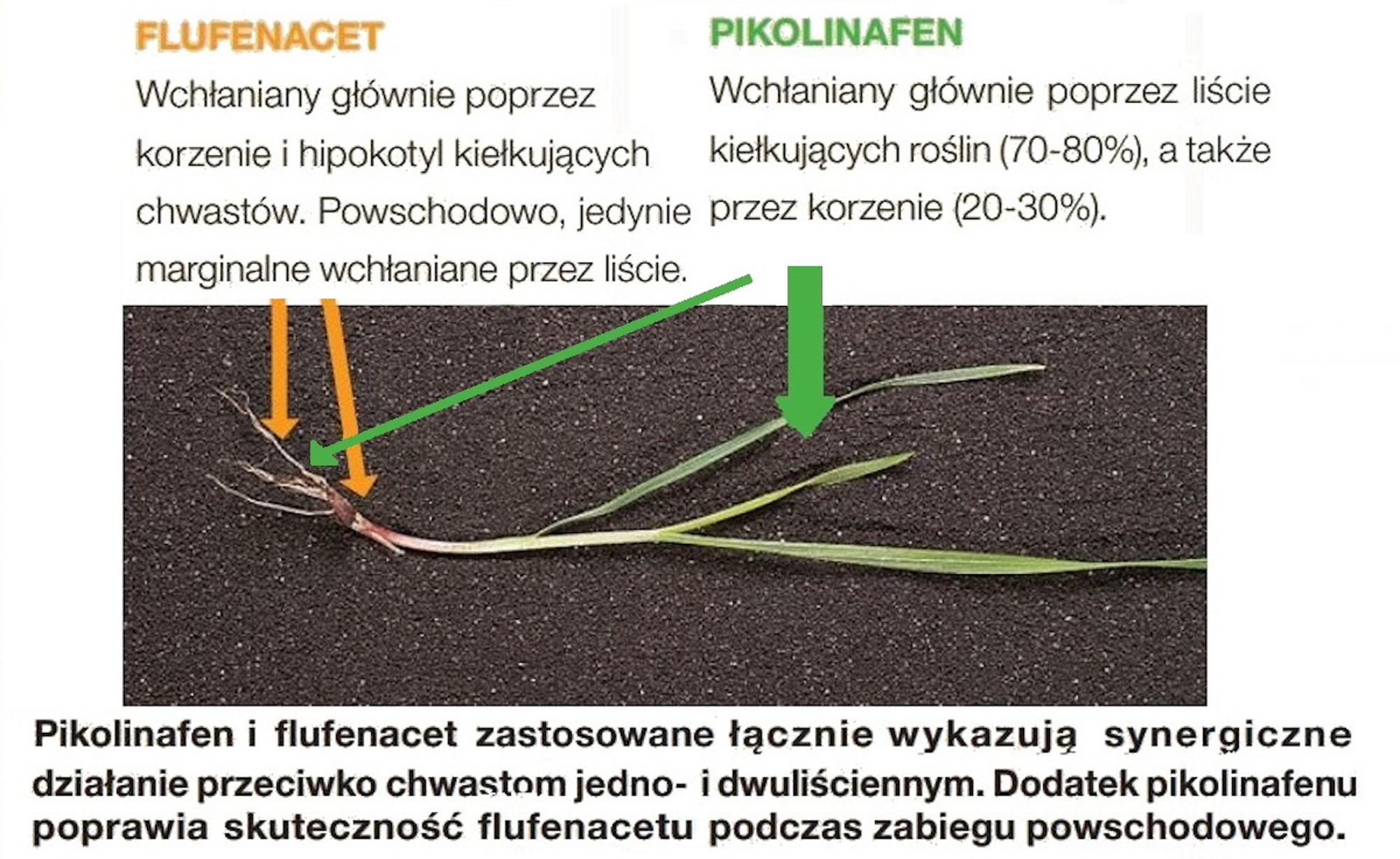 pontos substancje czynne