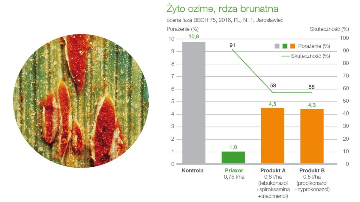 priaxor zwalczanie rdzy brunatnej żyta ozimego