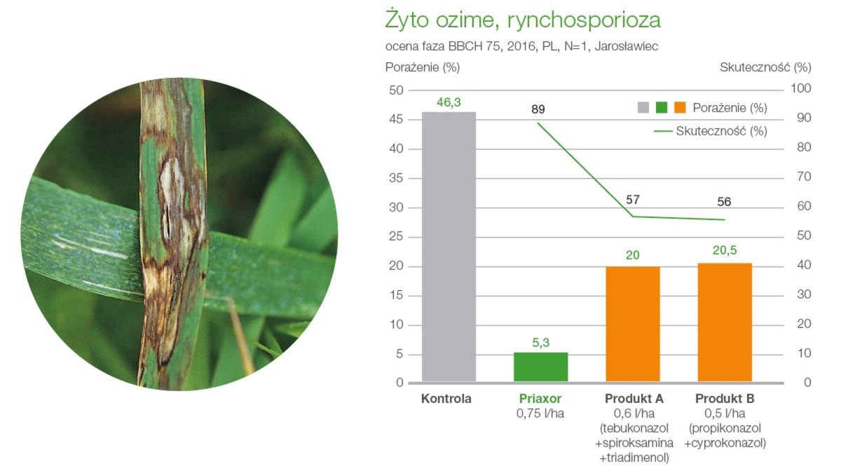 priaxor zwalczanie rynchosporiozy żyta ozimego