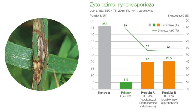 priaxor zwalczanie rynchosporiozy żyta ozimego
